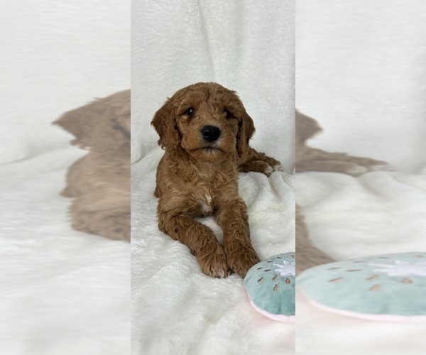 Medium Photo #3 Goldendoodle (Miniature) Puppy For Sale in GREENFIELD, IN, USA