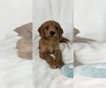 Small #2 Goldendoodle (Miniature)
