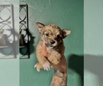Puppy Onyx Chihuahua