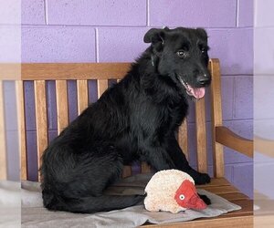 Labrador Retriever-Unknown Mix Dogs for adoption in Genesee, WI, USA