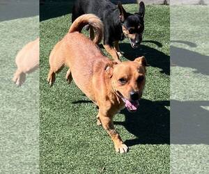 Levi - Male Dachshund-Unknown Mix Dog for Adoption - Photo #7