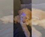 Small Photo #10 Aussiedoodle Miniature  Puppy For Sale in OTTAWA, OH, USA