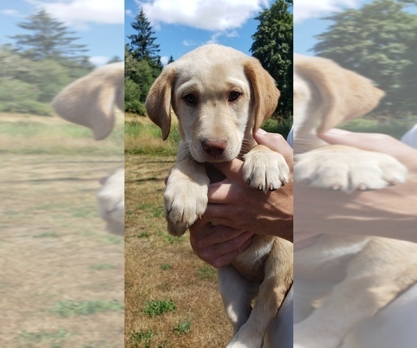 Medium Photo #6 Labrador Retriever Puppy For Sale in OLYMPIA, WA, USA