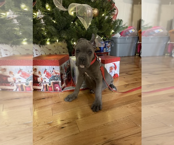 Medium Photo #4 Cane Corso Puppy For Sale in WATERBURY, CT, USA
