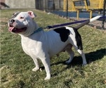 Small Photo #1 American Bully Puppy For Sale in NAUGATUCK, CT, USA