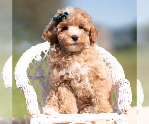 Medium Photo #83 Poodle (Miniature) Puppy For Sale in WARSAW, IN, USA