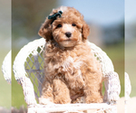 Small Photo #83 Poodle (Miniature) Puppy For Sale in WARSAW, IN, USA