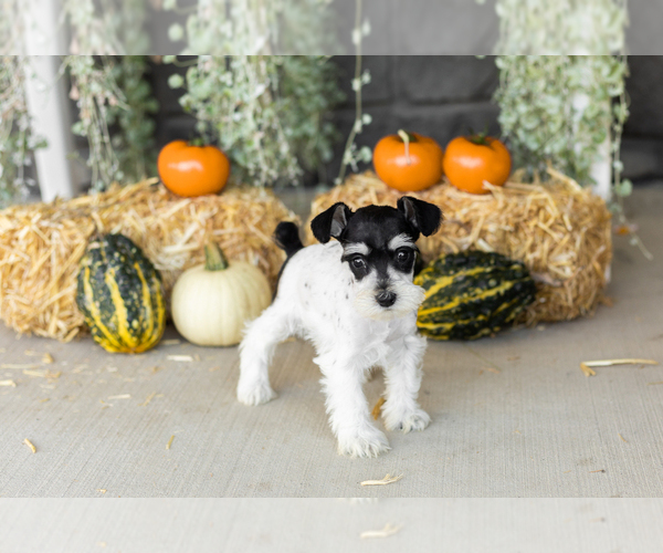 Medium Photo #26 Schnauzer (Miniature) Puppy For Sale in MILLERSBURG, IN, USA