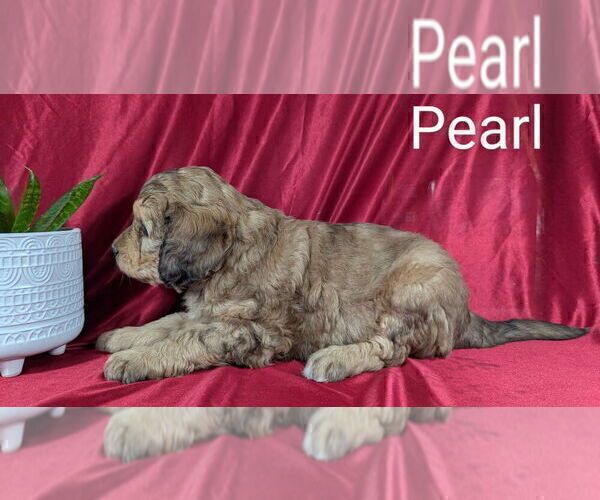 Medium Photo #29 Bernedoodle Puppy For Sale in CANON CITY, CO, USA