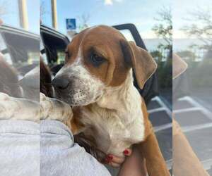 American Pit Bull Terrier-Unknown Mix Dogs for adoption in Pompano Beach , FL, USA