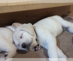 Small Photo #30 Labrador Retriever Puppy For Sale in LOGAN, UT, USA