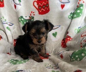 Unknown-Yorkshire Terrier Mix Puppy for sale in WADSWORTH, OH, USA