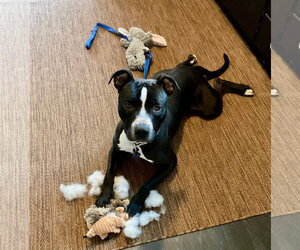 Vader - Male American Pit Bull Terrier-Unknown Mix Dog for Adoption - Photo #2