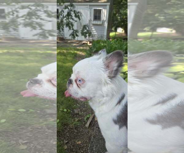 Medium Photo #4 French Bulldog Puppy For Sale in Tenafly, NJ, USA