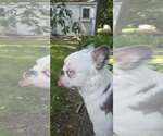 Small #3 French Bulldog