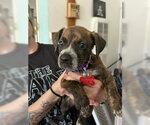 Small Photo #3 Boxer-Unknown Mix Puppy For Sale in San Diego, CA, USA