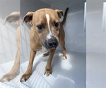 DINO - Male American Pit Bull Terrier Dog for Adoption - Small photo