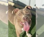 Small #6 American Pit Bull Terrier
