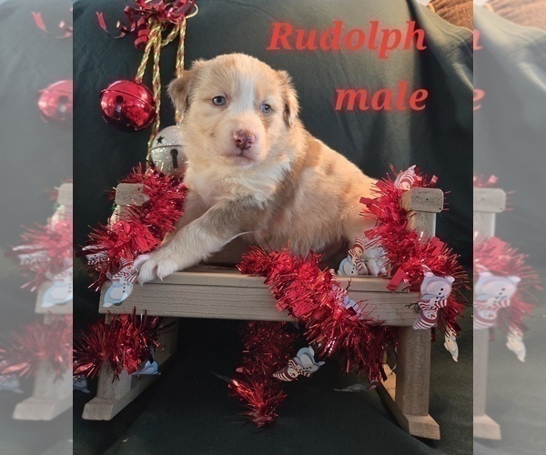 Medium Photo #2 Australian Shepherd Puppy For Sale in BRIDGEWATER, VA, USA