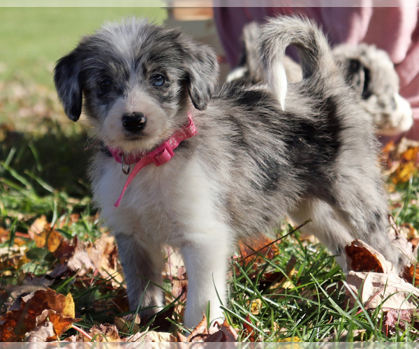 Medium Photo #3 Bordoodle Puppy For Sale in ASHLAND, OH, USA