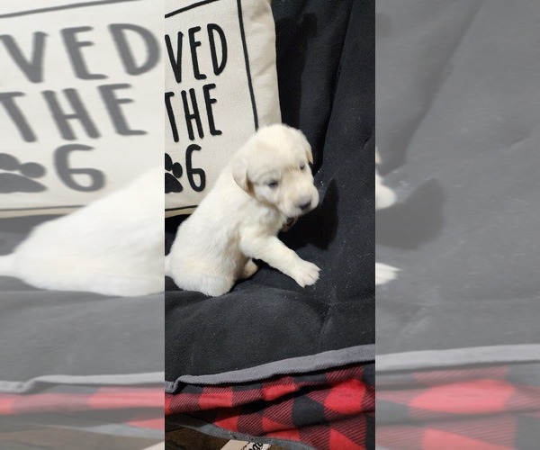 Medium Photo #18 Anatolian Pyrenees Puppy For Sale in LEWIS, IA, USA
