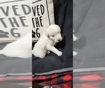 Small Photo #18 Anatolian Pyrenees Puppy For Sale in LEWIS, IA, USA