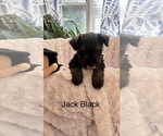 Puppy Jack Black Schnauzer (Miniature)