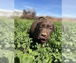 Small Photo #4 Labrador Retriever Puppy For Sale in PROSSER, WA, USA