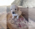 Small Photo #13 Labrador Retriever Puppy For Sale in HUDSON, CO, USA