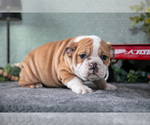 Puppy Trinity Victorian Bulldog