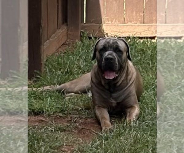 Medium Photo #18 Cane Corso Puppy For Sale in ROCKMART, GA, USA