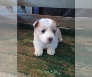 Pembroke Welsh Corgi Puppy for sale in DUNCAN, OK, USA