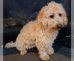 Small Photo #1 Goldendoodle (Miniature) Puppy For Sale in PELHAM, NH, USA