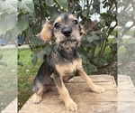 Tilly - Female Schnoodle (Miniature) Puppy for Sale - Photo #2