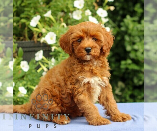 Medium Photo #4 Cavapoo Puppy For Sale in EAST EARL, PA, USA