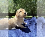 Small #9 Golden Retriever