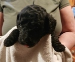 Small Photo #8 Labradoodle Puppy For Sale in VIENNA, IL, USA