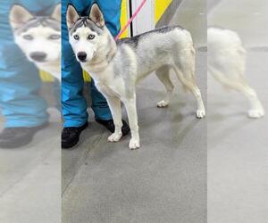 Siberian Husky Dogs for adoption in Forestville, MD, USA