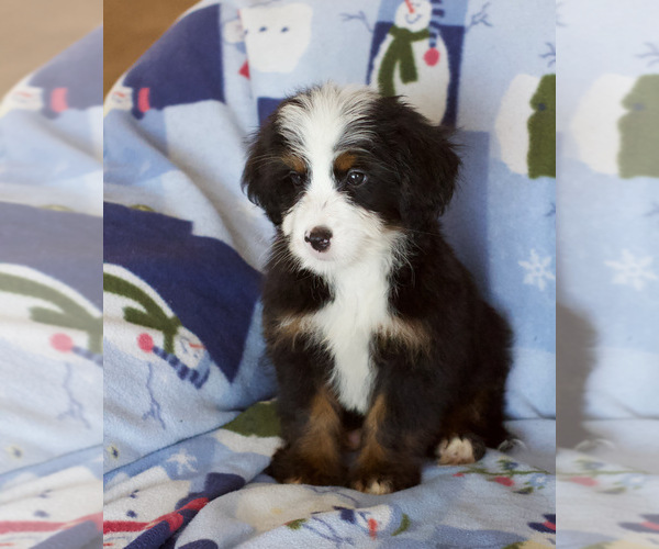 Medium Photo #7 Bernedoodle Puppy For Sale in MILWAUKEE, WI, USA