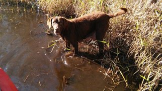 Mother of the Chesapeake Bay Retriever puppies born on 08/18/2016