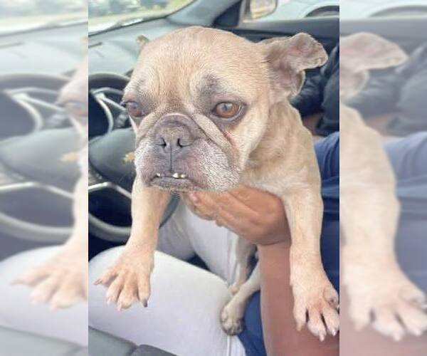 Medium Photo #2 French Bulldog Puppy For Sale in New York, NY, USA