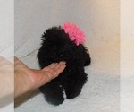 Small #1 Poodle (Toy)