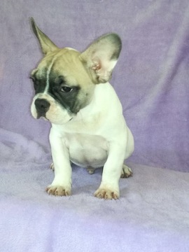 View Ad: French Bulldog Puppy for Sale near Massachusetts, BOSTON, USA ...