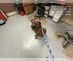 Chow Chow-German Shepherd Dog Mix Dogs for adoption in Ocala, FL, USA