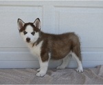 Small Photo #2 Siberian Husky Puppy For Sale in HOLMESVILLE, OH, USA