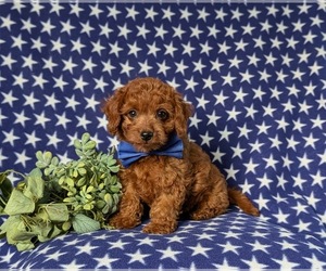 Cavapoo Puppy for sale in NOTTINGHAM, PA, USA