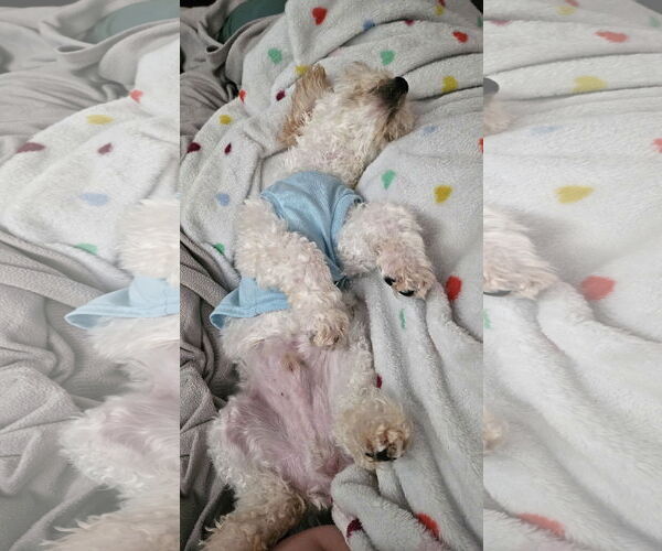 Medium Photo #2 Cock-A-Poo Puppy For Sale in Wheaton, IL, USA