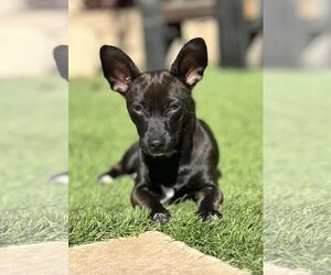 Chiweenie Dogs for adoption in La Verne, CA, USA