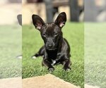 Small Photo #1 Chiweenie Puppy For Sale in La Verne, CA, USA