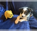 Small #10 Border Collie